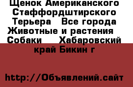 Щенок Американского Стаффордштирского Терьера - Все города Животные и растения » Собаки   . Хабаровский край,Бикин г.